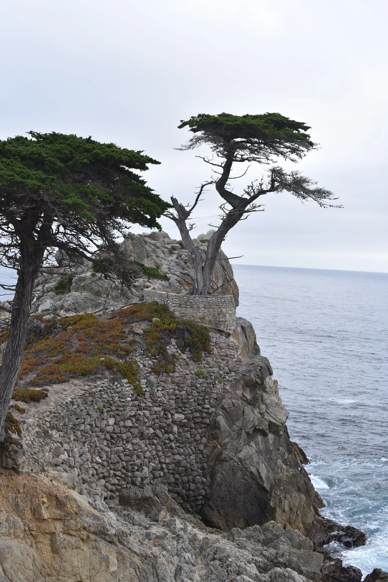 The Lone Cypress on its rocky point above the Pacific
