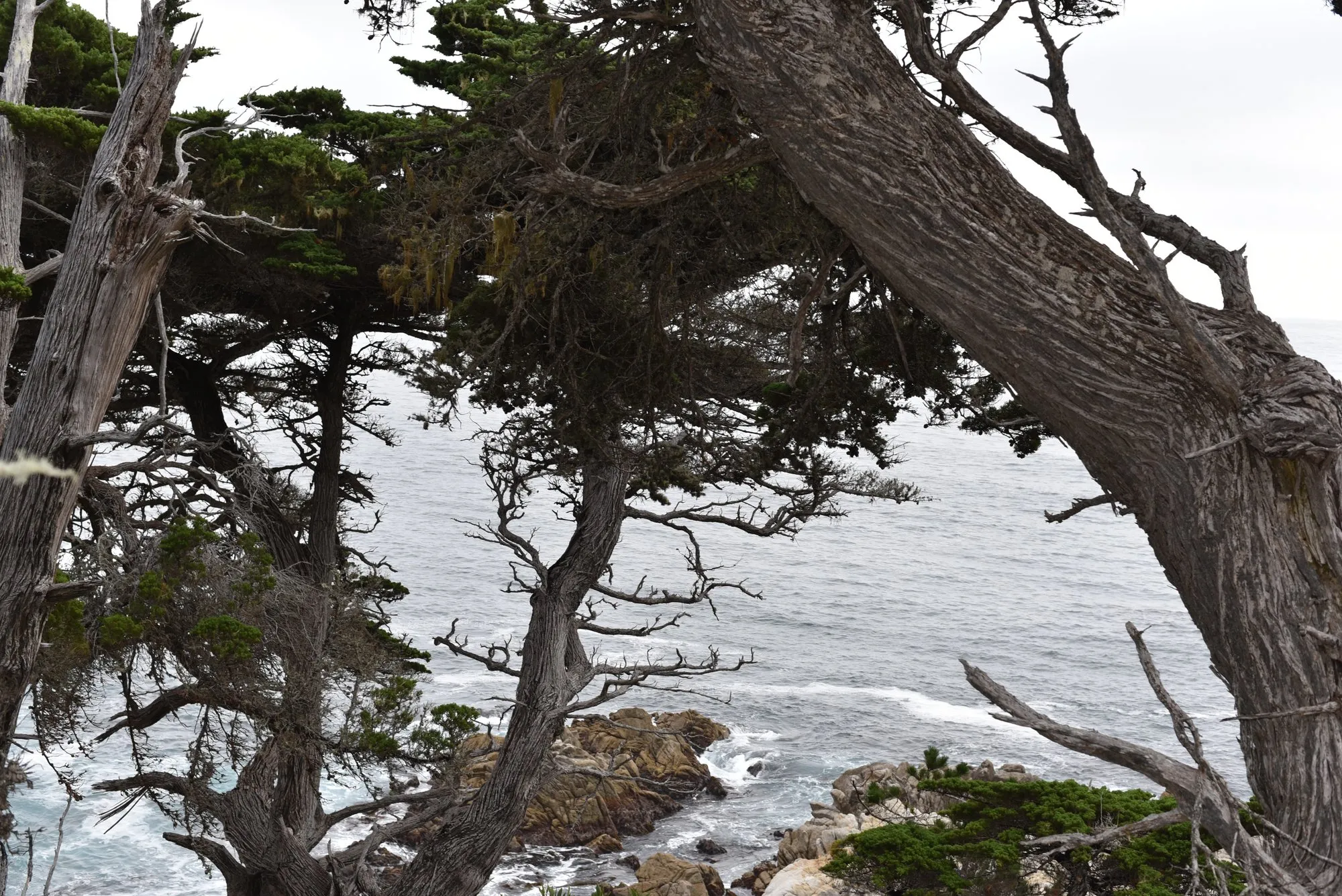 Wind-shaped cypress trees leaning over the surf