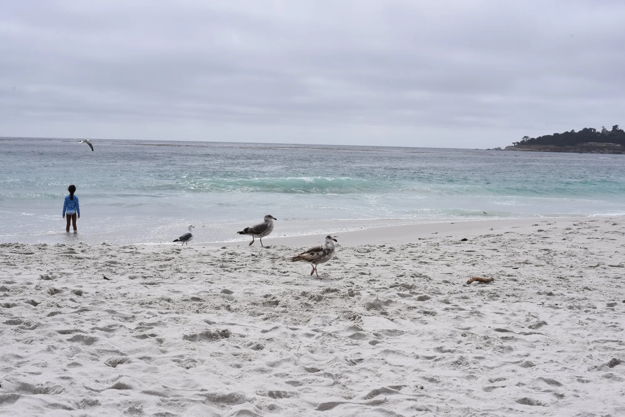 Shorebirds on the wet sand at Carmel beach with the point beyond